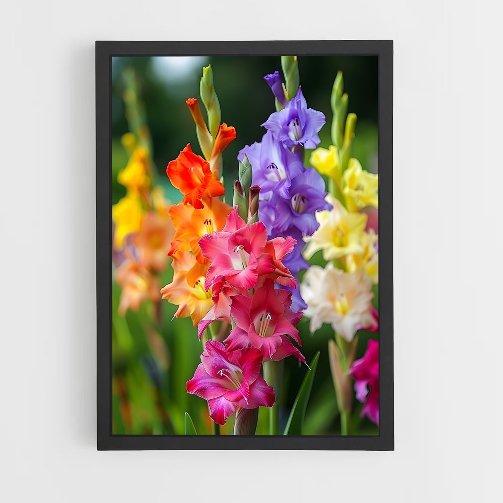 ap-gladiolus-8 cadre Noir