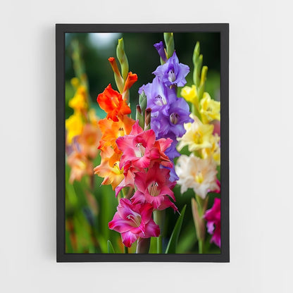 ap-gladiolus-8 cadre Noir
