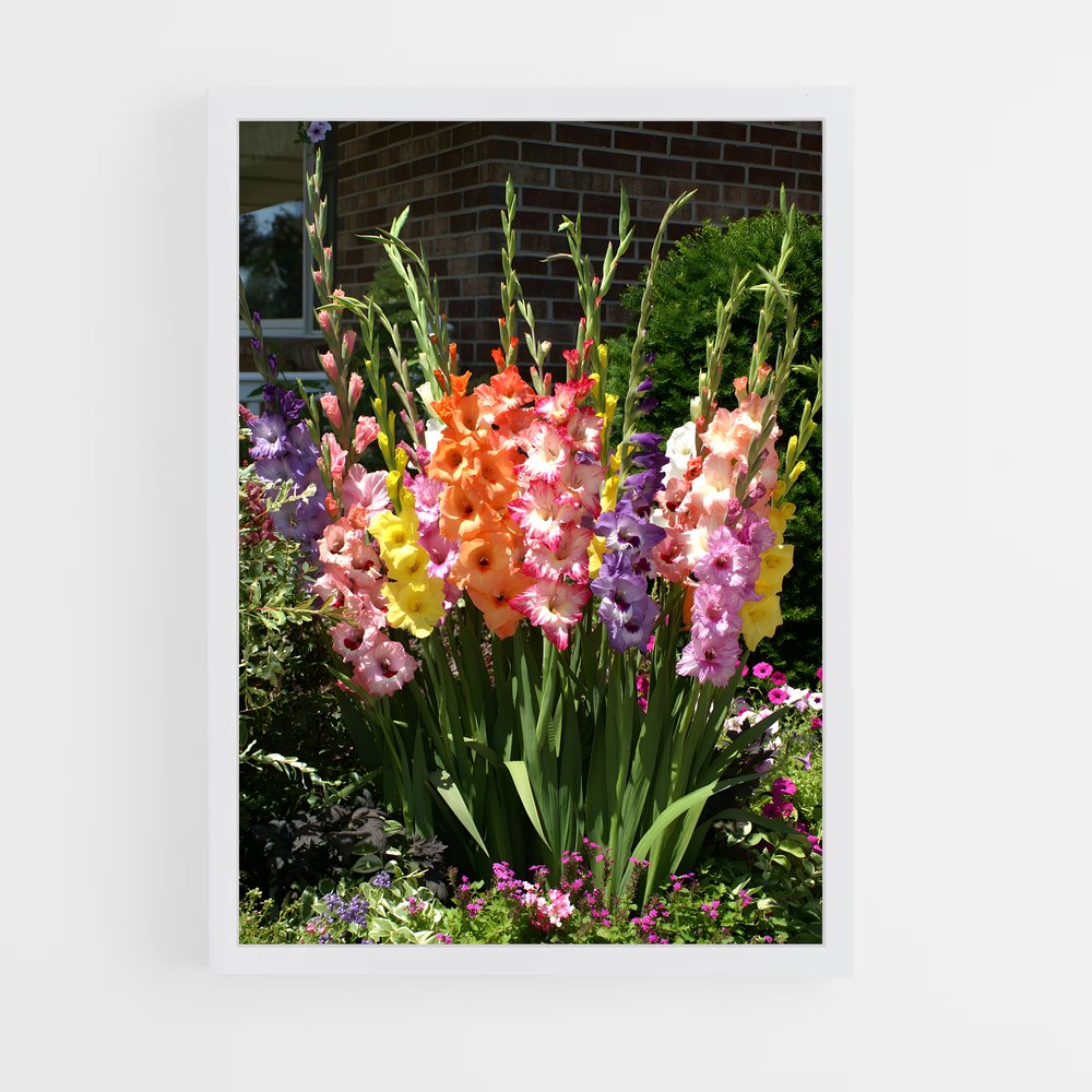 ap-gladiolus-9 cadre Blanc