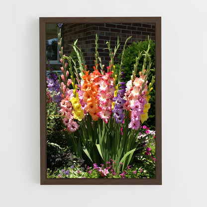 ap-gladiolus-9 cadre Bois foncé