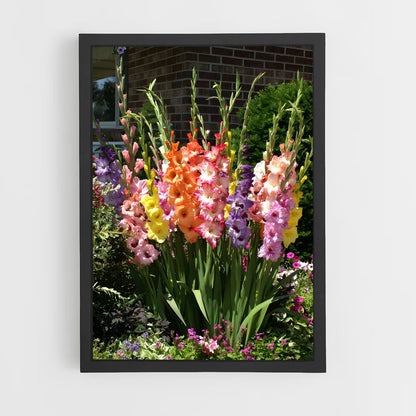 ap-gladiolus-9 cadre Noir