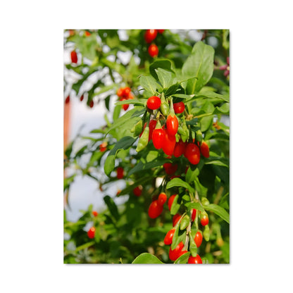 Poster Tomates Cerises
