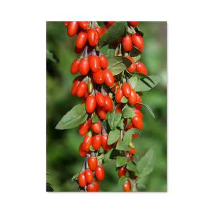 Poster Goji berry 24285