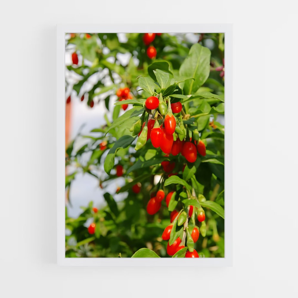 ap-goji berry-1 cadre Blanc