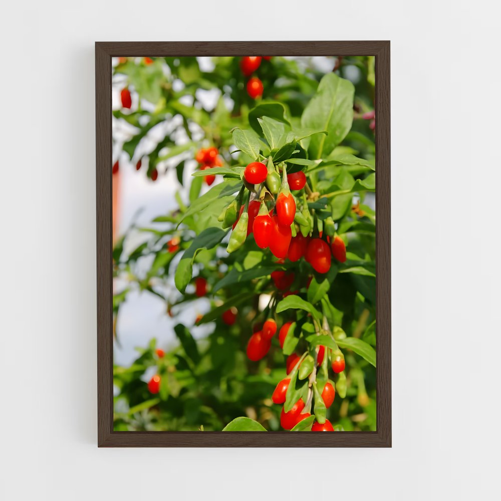ap-goji berry-1 cadre Bois foncé