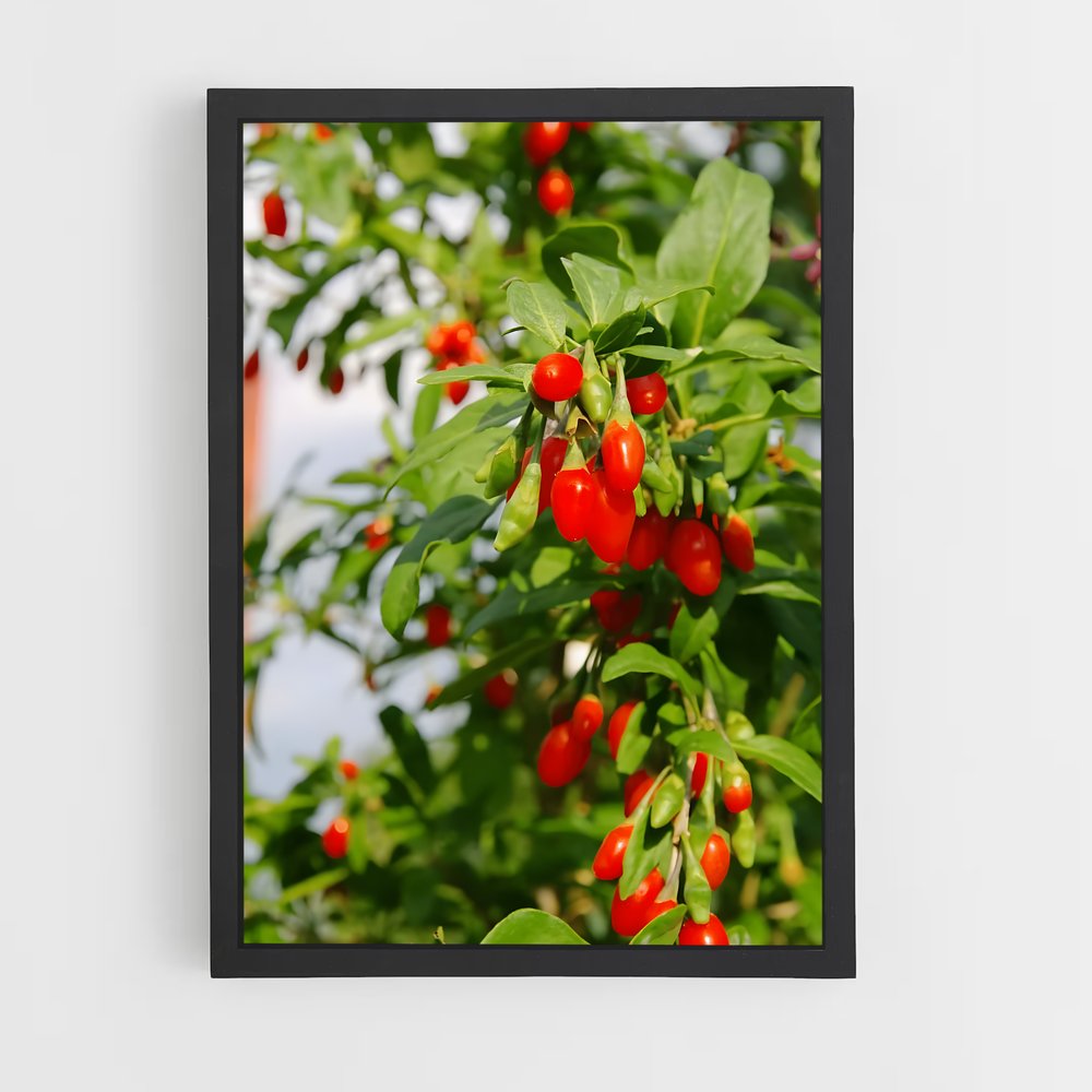 ap-goji berry-1 cadre Noir
