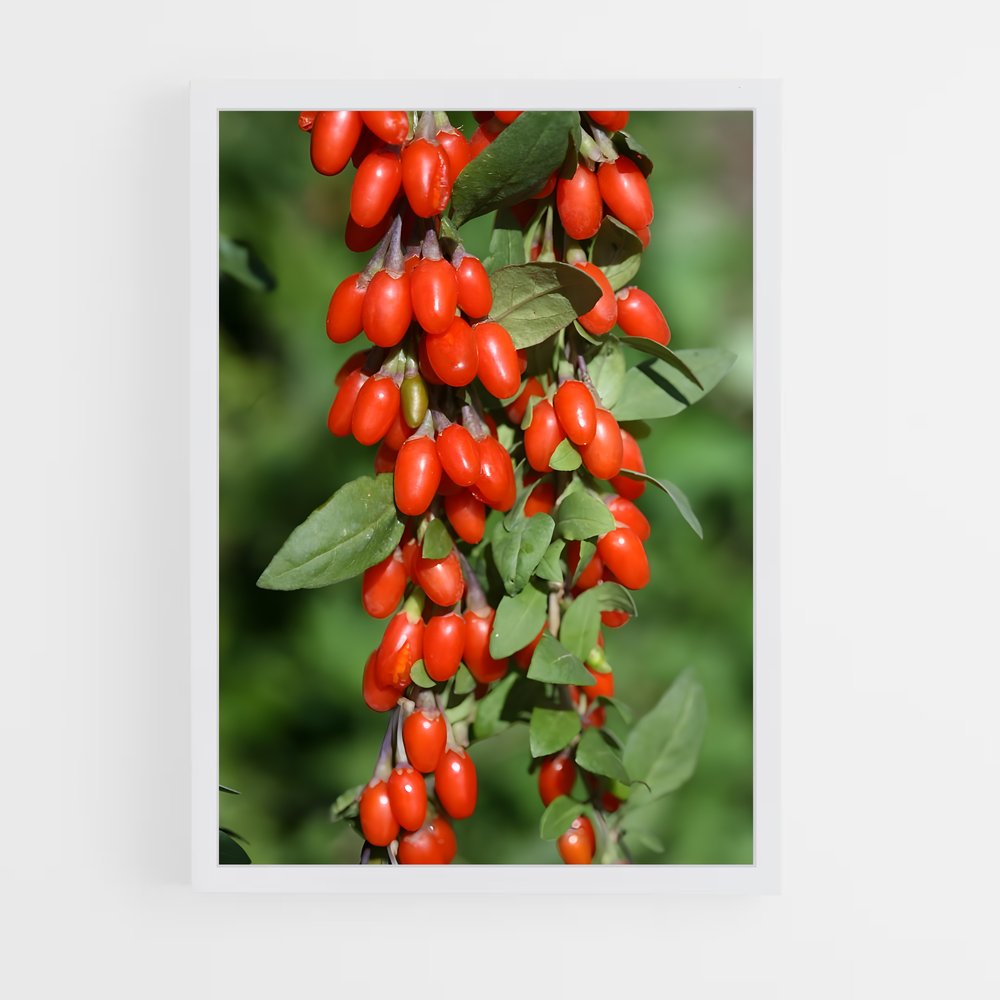 ap-goji berry-2 cadre Blanc