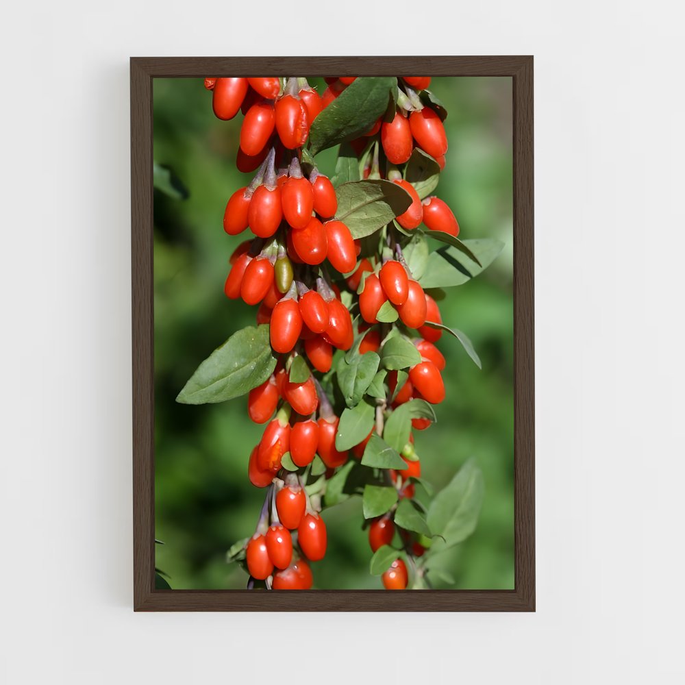 ap-goji berry-2 cadre Bois foncé