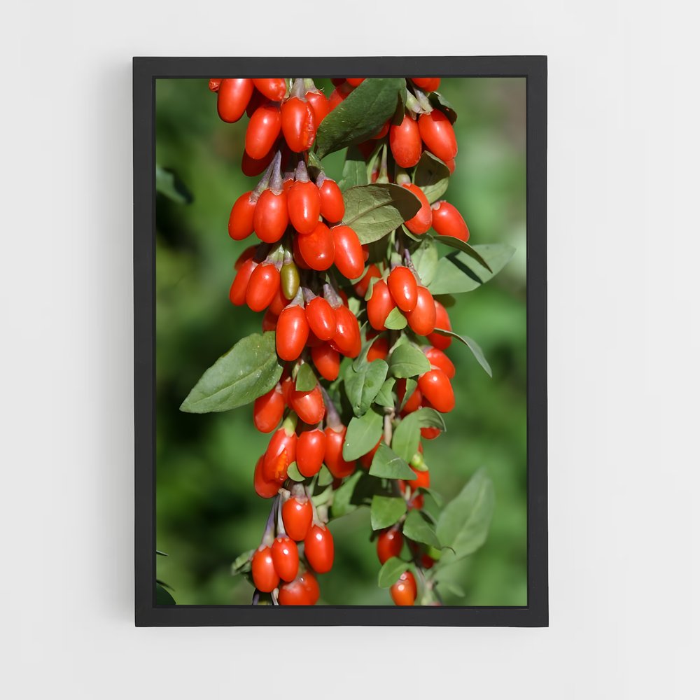 ap-goji berry-2 cadre Noir