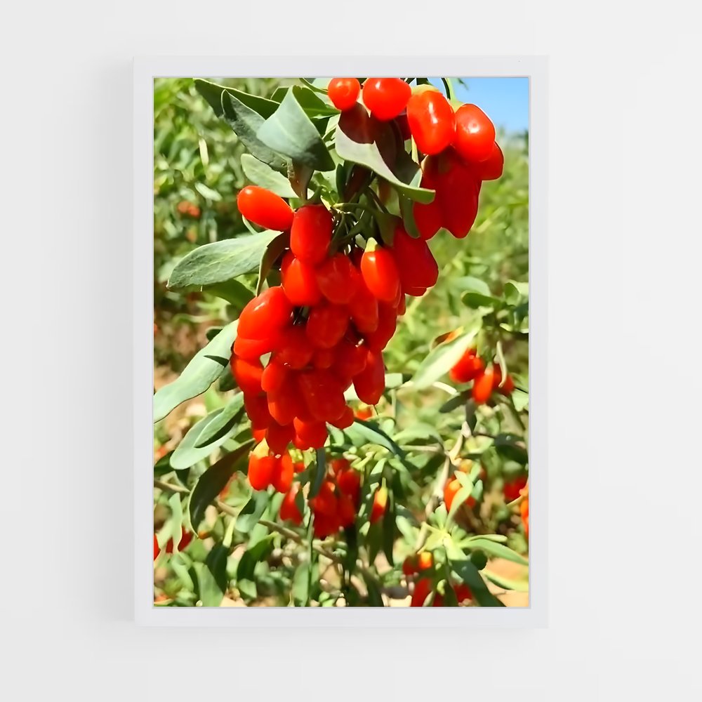 ap-goji berry-5 cadre Blanc