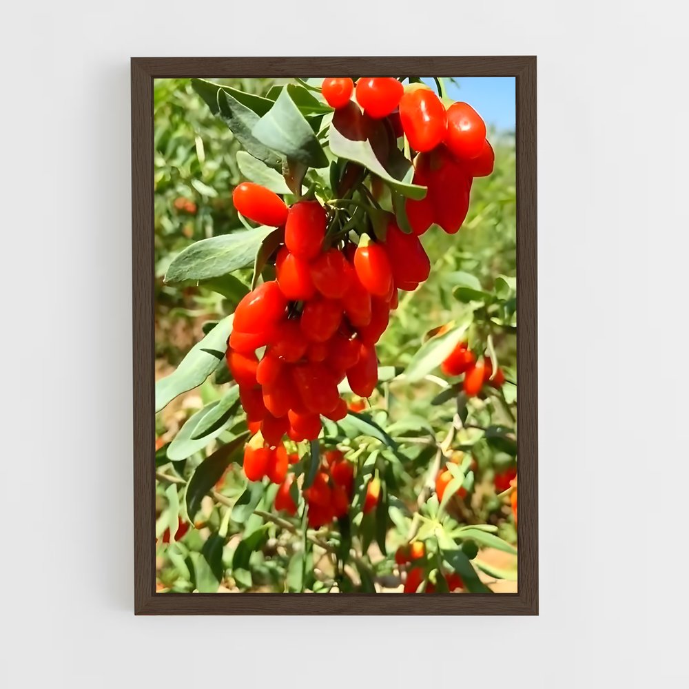ap-goji berry-5 cadre Bois foncé