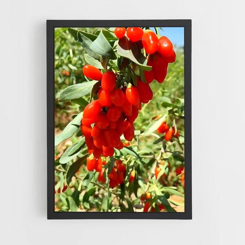 ap-goji berry-5 cadre Noir