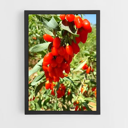 ap-goji berry-5 cadre Noir