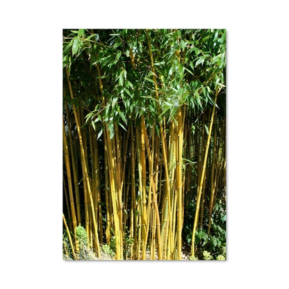 Poster Bambou Enchanté