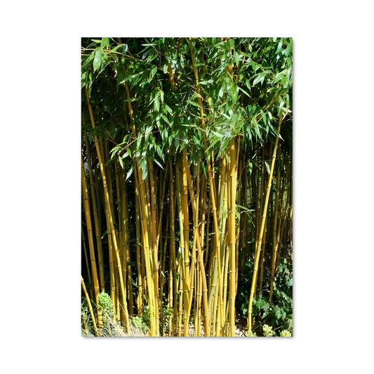 Poster Bambou Enchanté