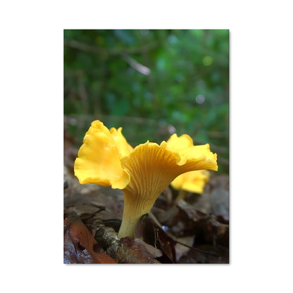 Poster Champignon Doré