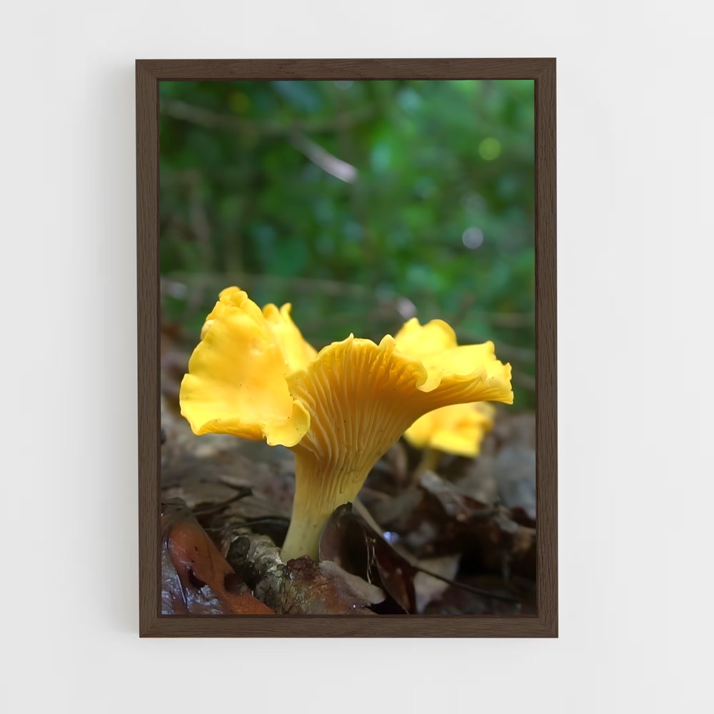 ap-golden chanterelle-1 cadre Bois foncé