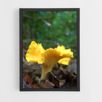 ap-golden chanterelle-1 cadre Noir
