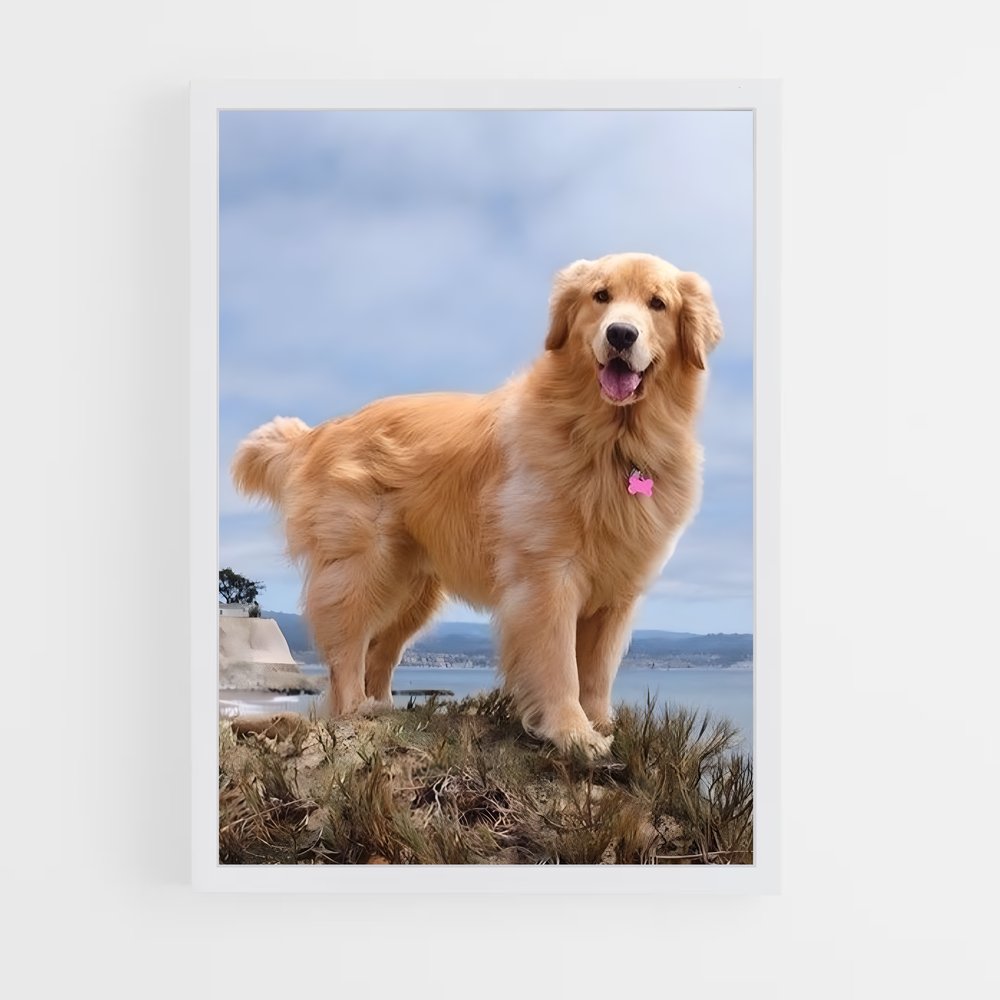 ap-golden retriever-3 cadre Blanc