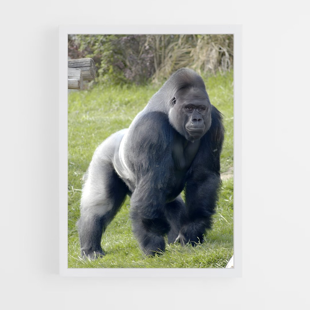 ap-gorilla-1 cadre Blanc