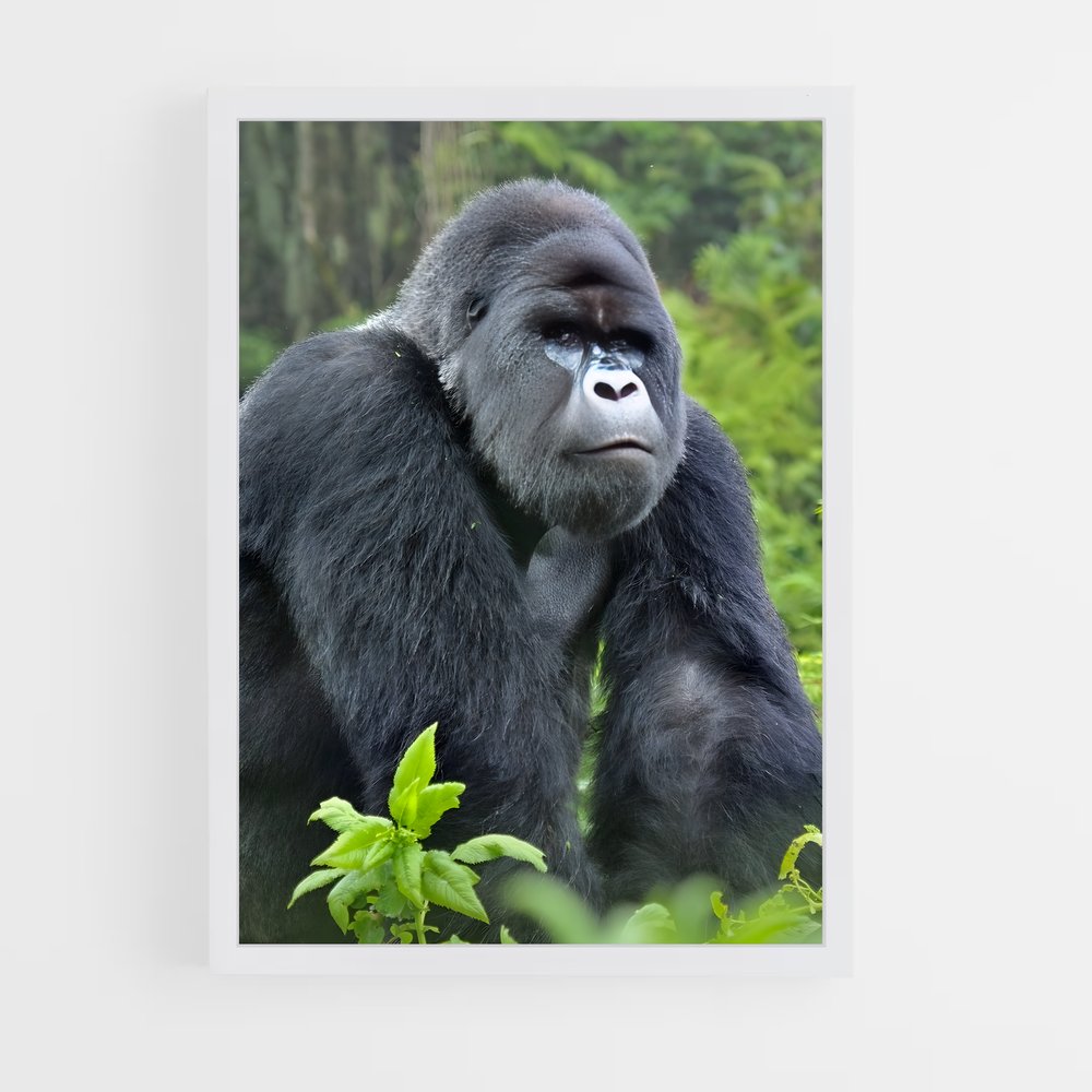 ap-gorilla-3 cadre Blanc