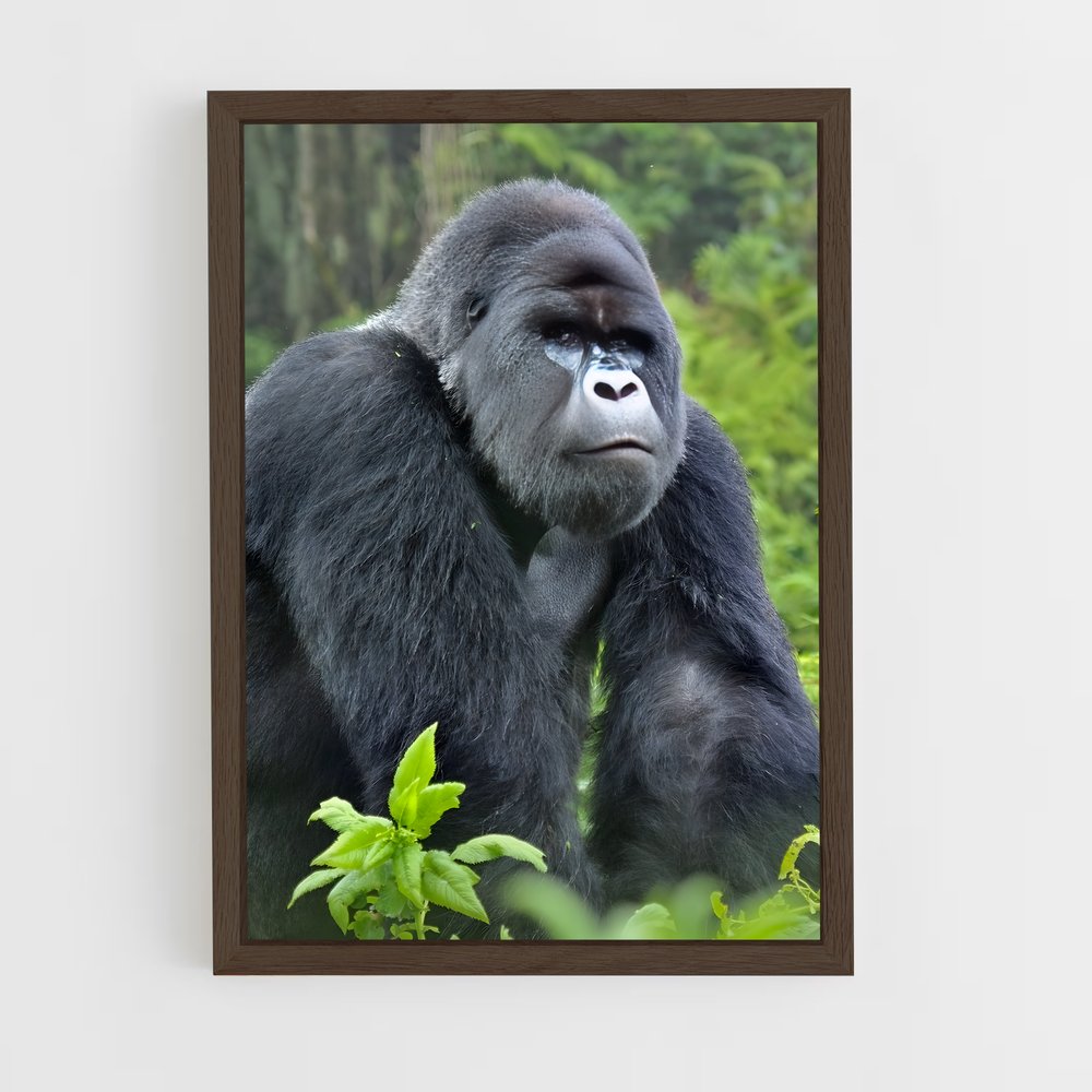 ap-gorilla-3 cadre Bois foncé