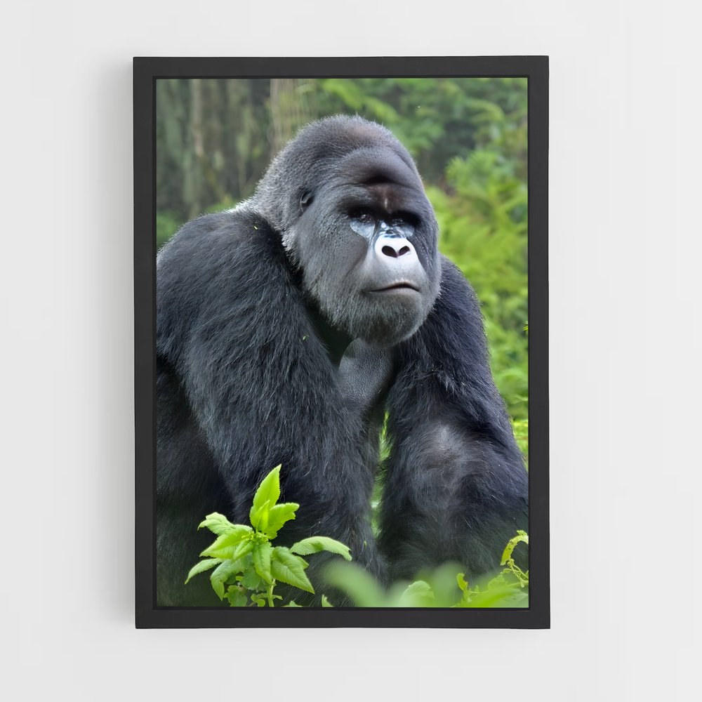 ap-gorilla-3 cadre Noir