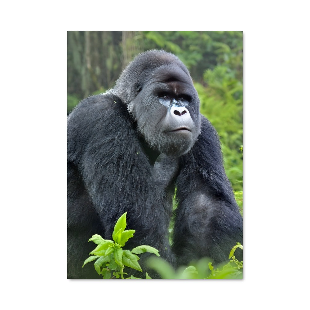 Poster Gorille Sauvage