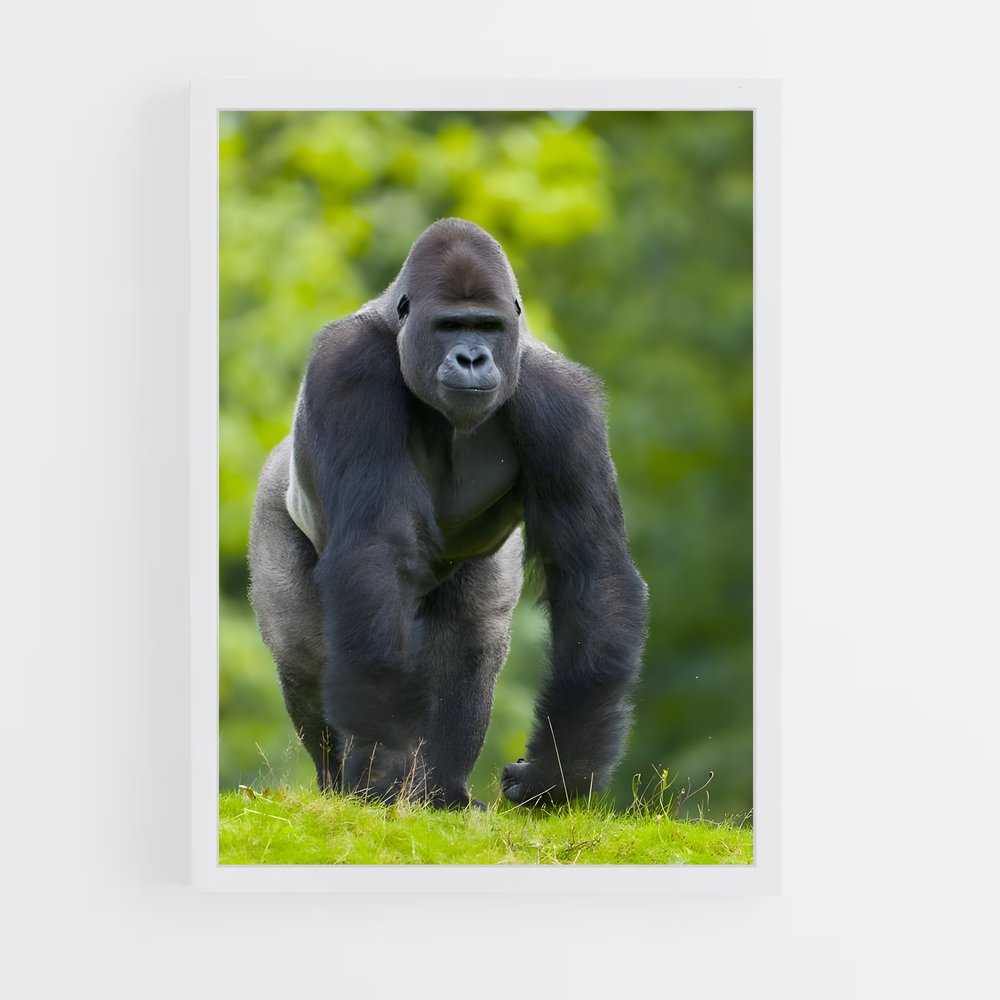 ap-gorilla-4 cadre Blanc