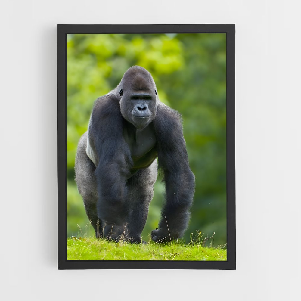 ap-gorilla-4 cadre Noir