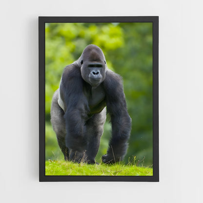 ap-gorilla-4 cadre Noir