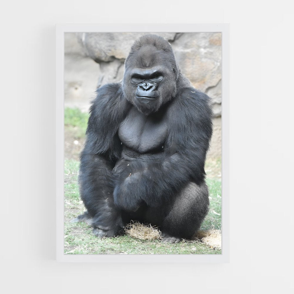 ap-gorilla-6 cadre Blanc