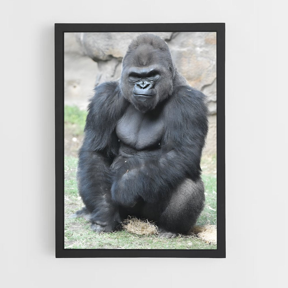 ap-gorilla-6 cadre Noir