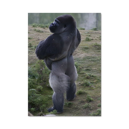 Poster Le Gorille Majestueux