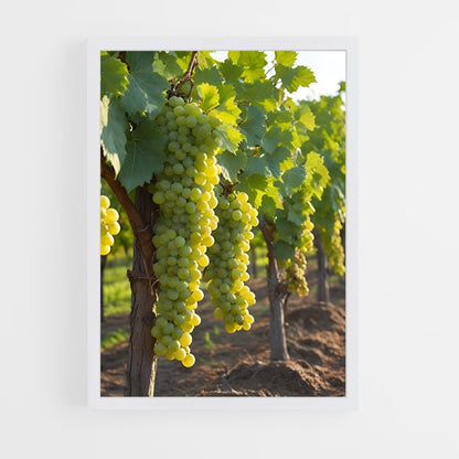 ap-grape vine-3 cadre Blanc
