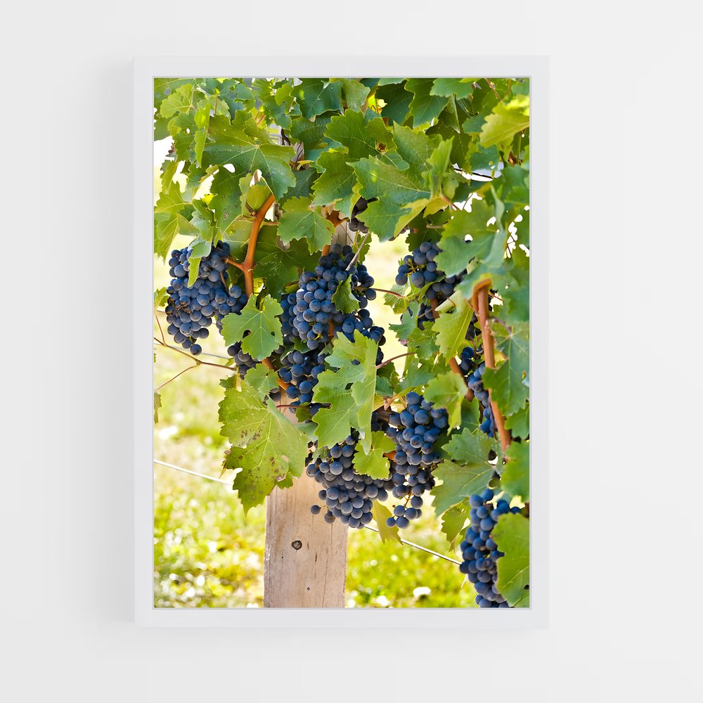 ap-grape vine-6 cadre Blanc