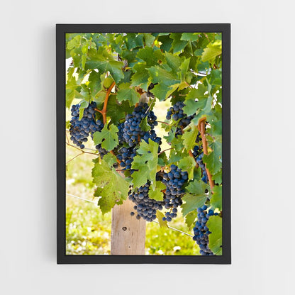 ap-grape vine-6 cadre Noir
