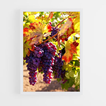 ap-grape vine-7 cadre Blanc