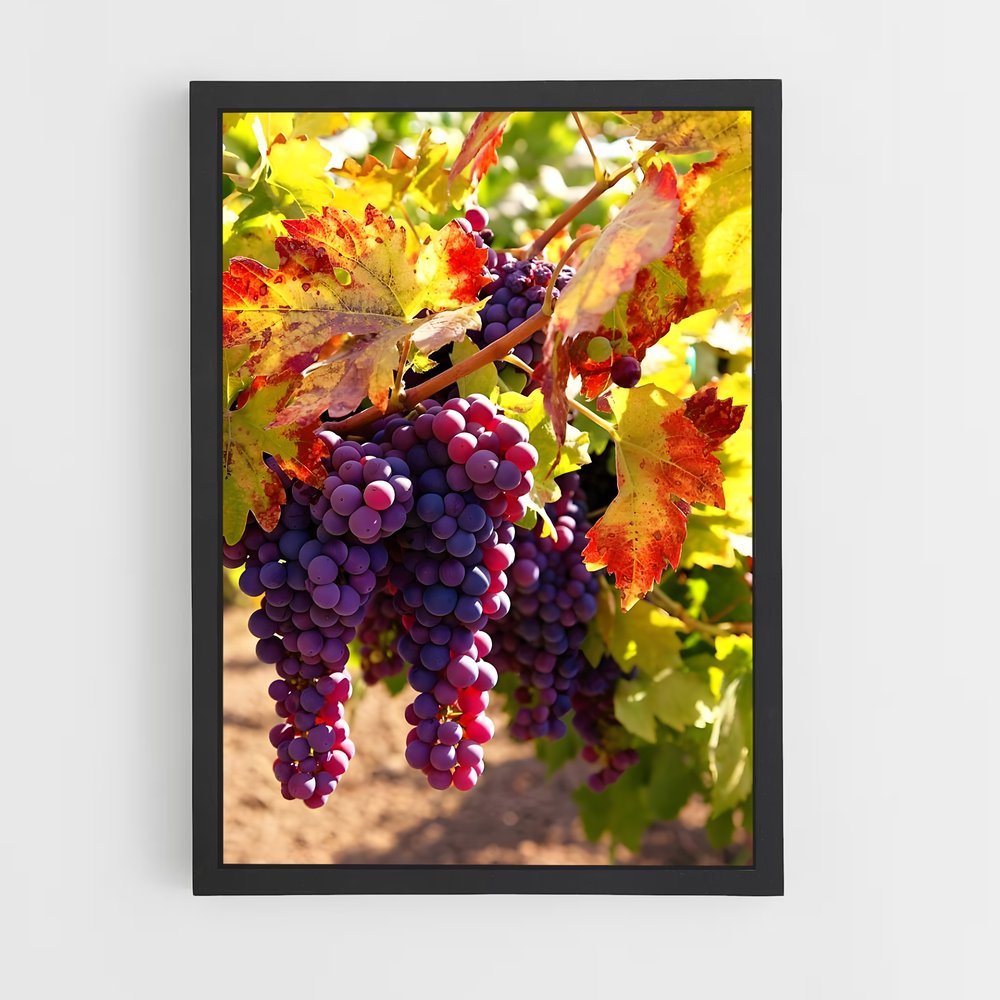 ap-grape vine-7 cadre Noir