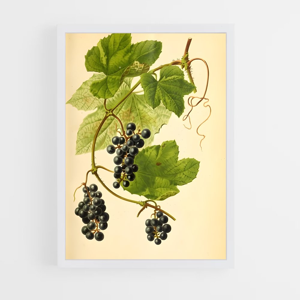 ap-grape vine-9 cadre Blanc