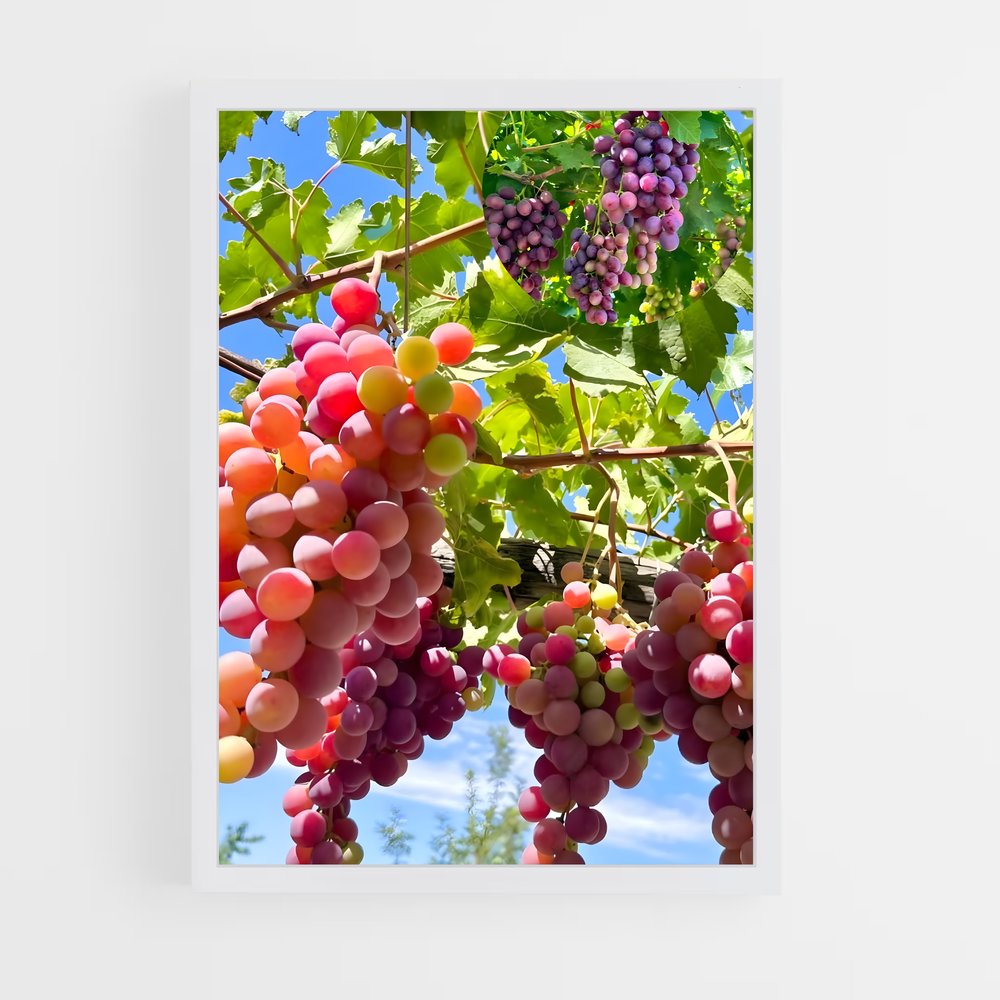 ap-grapes-3 cadre Blanc