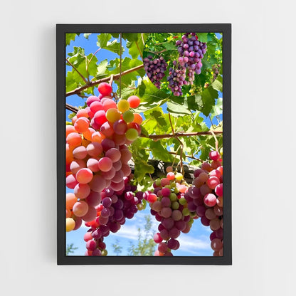 ap-grapes-3 cadre Noir