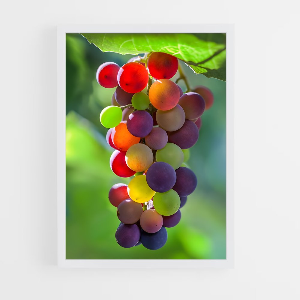 ap-grapes-4 cadre Blanc