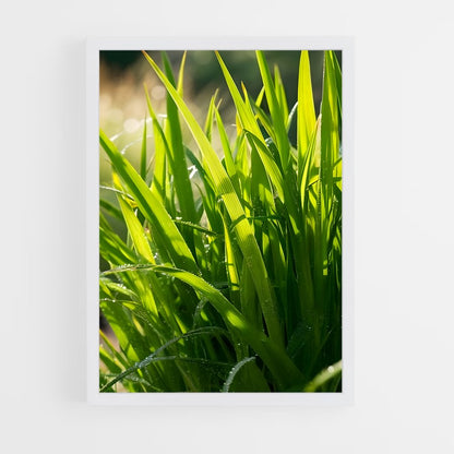 ap-grass-3 cadre Blanc