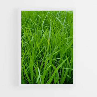 ap-grass-6 cadre Blanc