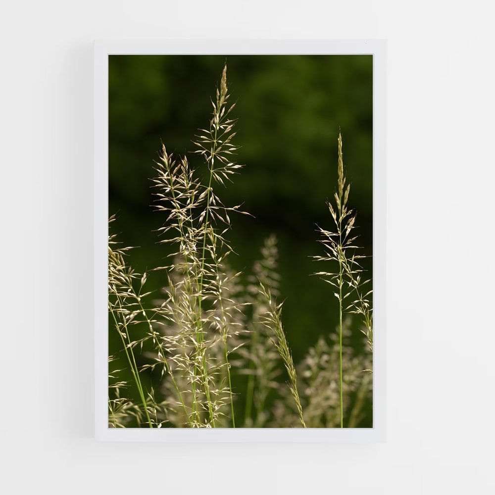 ap-grass-9 cadre Blanc
