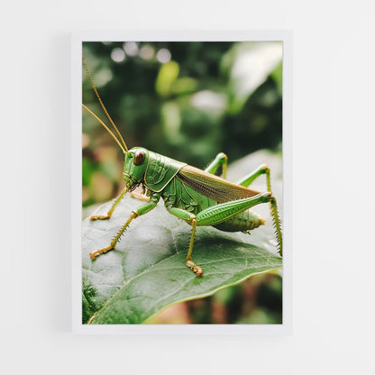 ap-grasshopper-4 cadre Blanc
