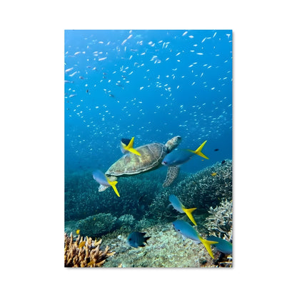 Poster La Danse des Tortues