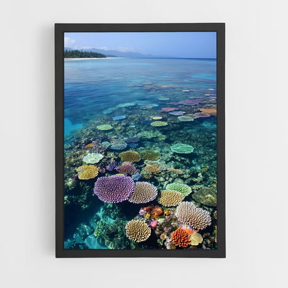 ap-great barrier reef-4 cadre Noir