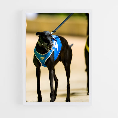ap-greyhound racing-4 cadre Blanc